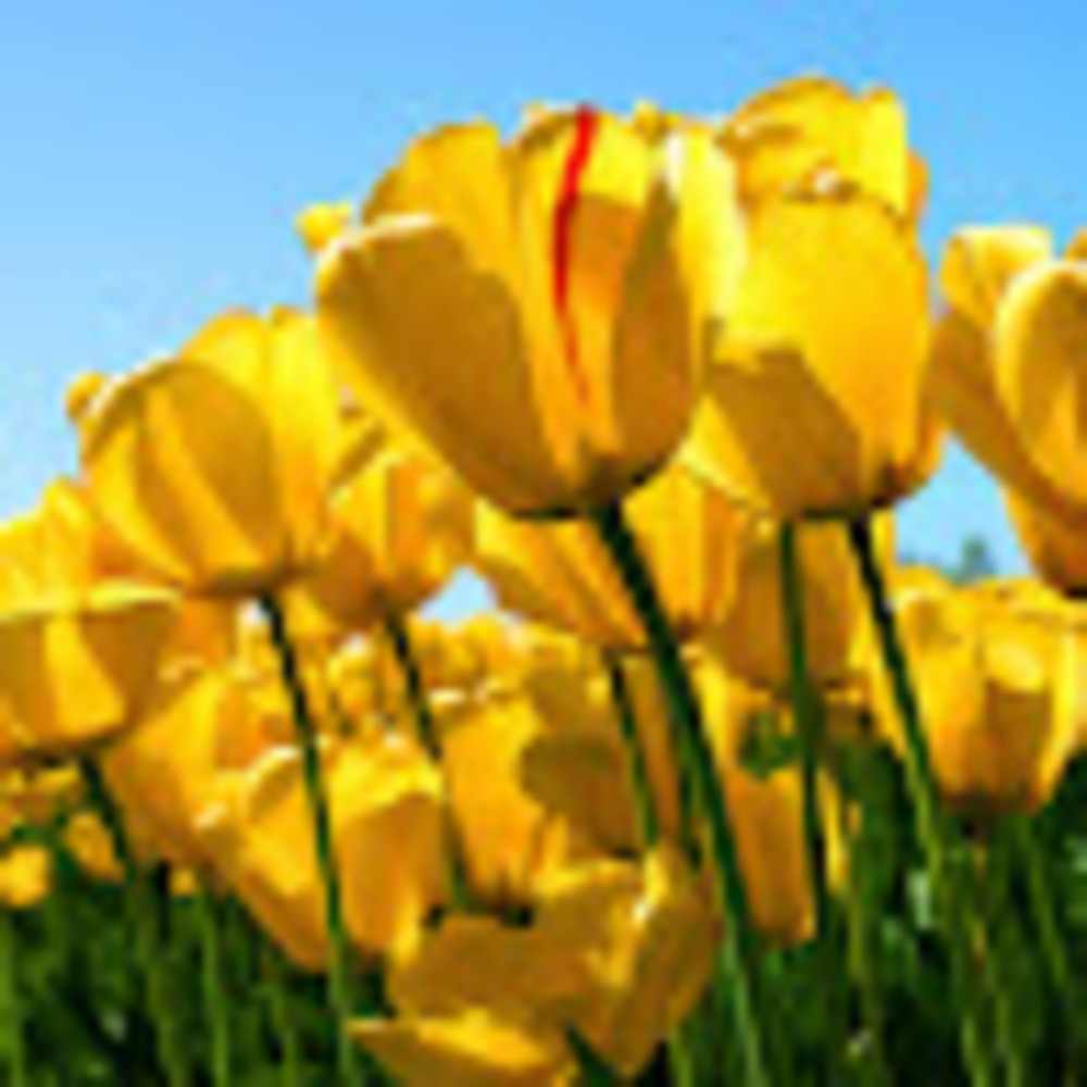 Meet your Posher, Sarah k